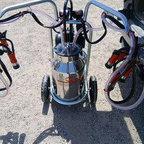 sygyr sagylÿan enjam