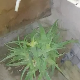Aloe