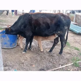 2 goleli sygyr 1uly okiz