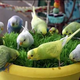 popugay попугай gus