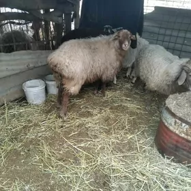 boğaz koy we koçlar