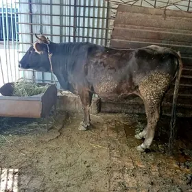 Arginal swes bogaz sygyr