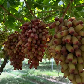 Маникур фингер