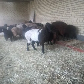 sagdyn guzy chewishlaer