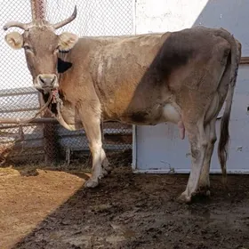 arginal śwes goleli sygyr