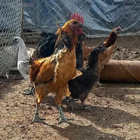 Lakadanzi eti gara towuk horaz