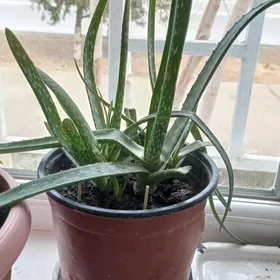 аллоэ в горшке