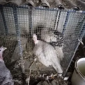 Курк индюк йыл ашан