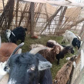 owlakly we bogaz geçiler