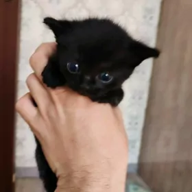 прямоухий котёнок девочка