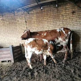 голели сыгыр