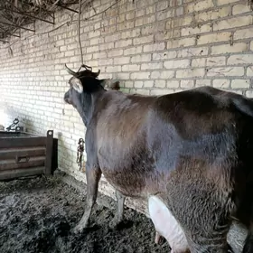 арасса шивет голели сыгыр