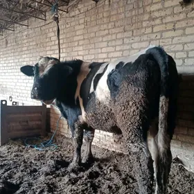 арасса галашдейин окуз