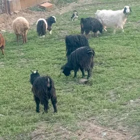 goçlar we ekiz owlak geçiler