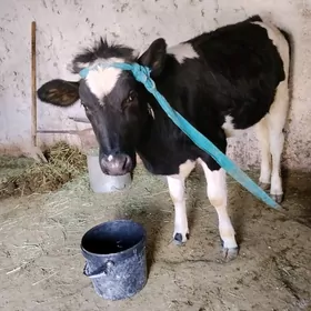 голиштейин голе