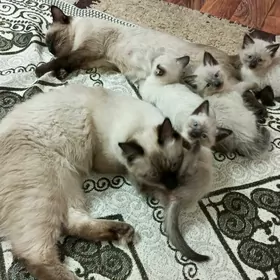 сиамские котята siamskiy