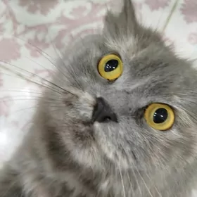 Отдам кошечку в добрые руки