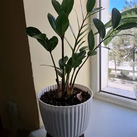 gul цветы öÿ güli