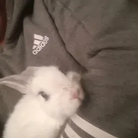 ады золушка