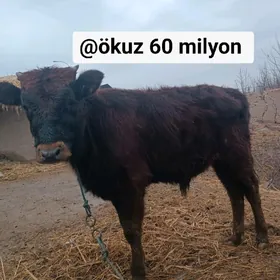 ökuz