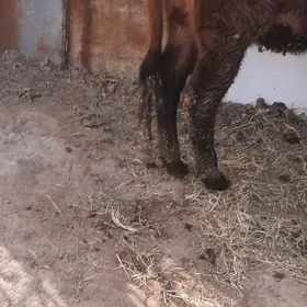 Гысыр унажын