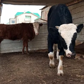 гачар..окуз