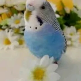 Papugai guslar ve setklar