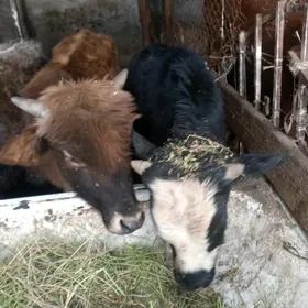 Amatly öküzler tuweler