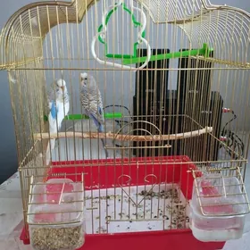 Папугаи волнистые