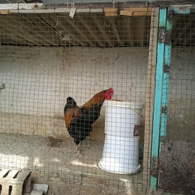 ýaş gigant we baýsok gatylan