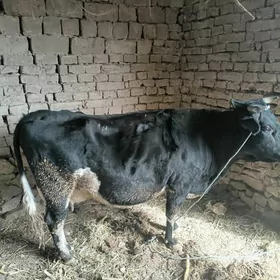 corny poystracorny poystra