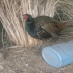 sulgun dekratywny yawany dal