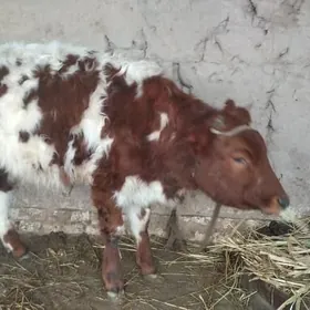 Sygyr Okuz we gaçar