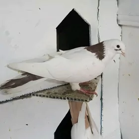 boyny gyzyl guyrugy piryory