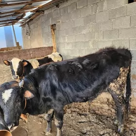 Öküz sygyr göle tüwe