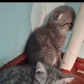 Satlyk pisik hemmeje zady bn