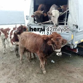 Saýlanyň 42 milyon okuzler