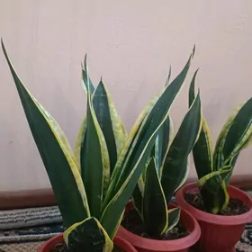 сансевиерия (тёщин язык)
