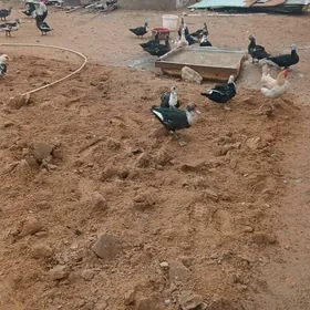 Indoutka towuk bn obmen