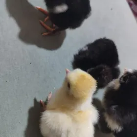 Paroda gigat (garanti100%)