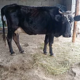 gibrit göleli sygyr