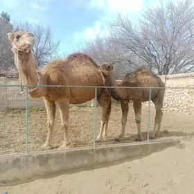 Toрумлы дуе 23400