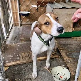 Собака Джек-рассел-терьер