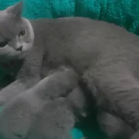 британские котята