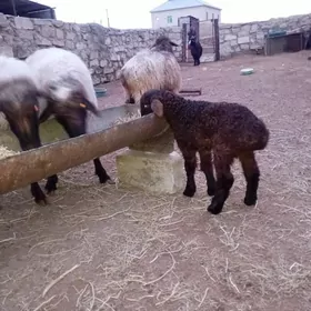 guzly goyunlar we erkek tokly