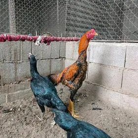 Taşkent  1 Horaz 1 Mäki