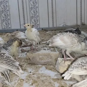 induk jüyje induk jüyje