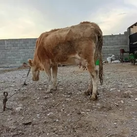 Göleli sygyrGöleli sygyr