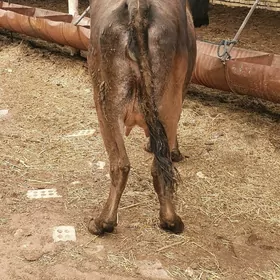 goleli sygyr we bogaz