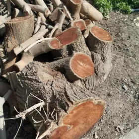 töññe tut oduna agaç